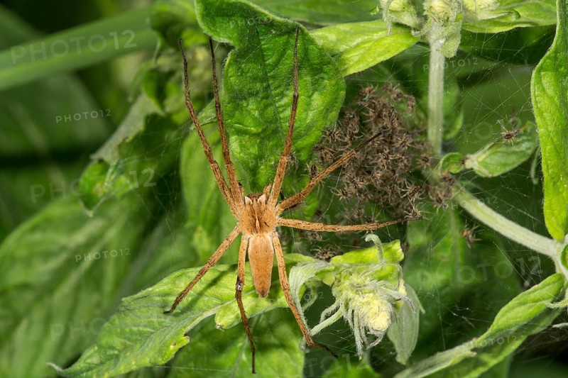 Nursery web spider