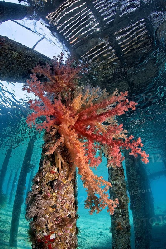 Large Klunzinger's Soft Coral