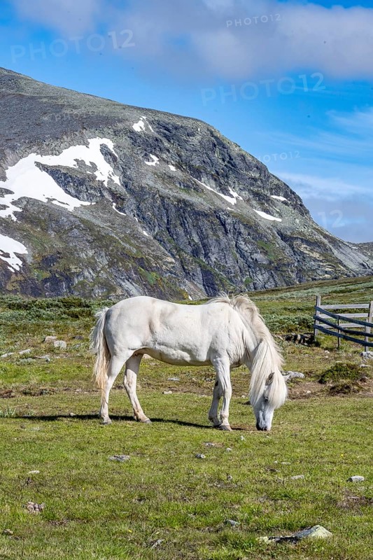 Norwegian Fjord Horse