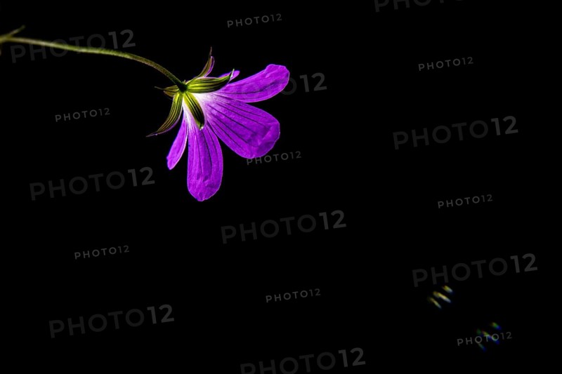 Wild geranium