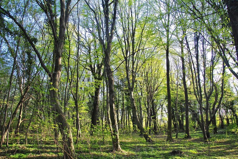 Deciduous forest with beech trees between Bitterfeld and Wolfen