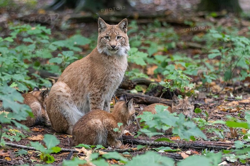 Lynx with cubs