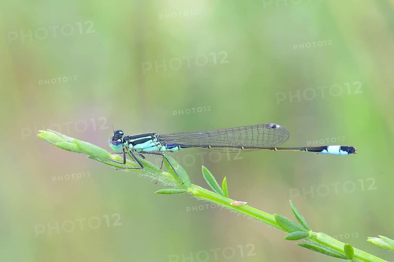 Blue-tailed damselfly