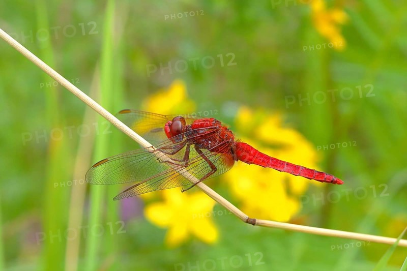 Scarlet dragonfly