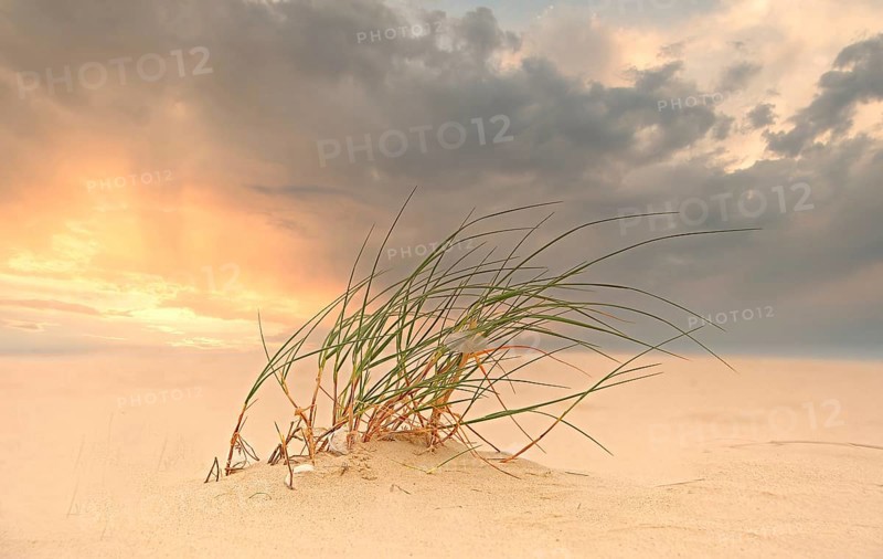Lyme grass