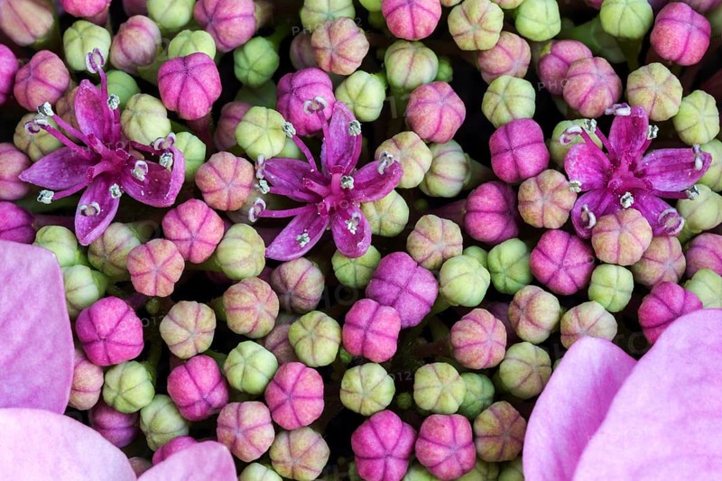 Bigleaf Hydrangea