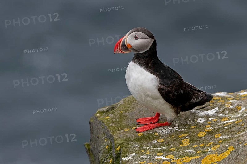 Puffin