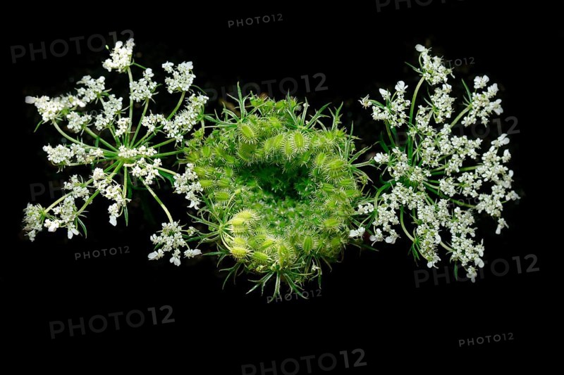 Wild carrot