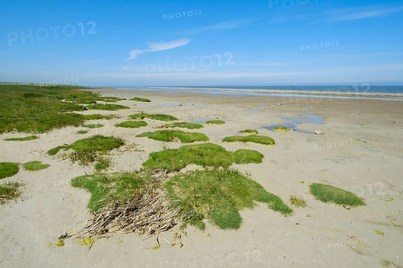 Grasses on the sandy beach