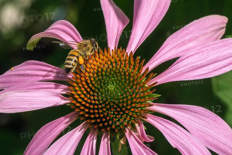 Honey bee