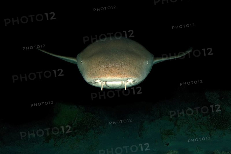 Nocturnal Tawny nurse shark