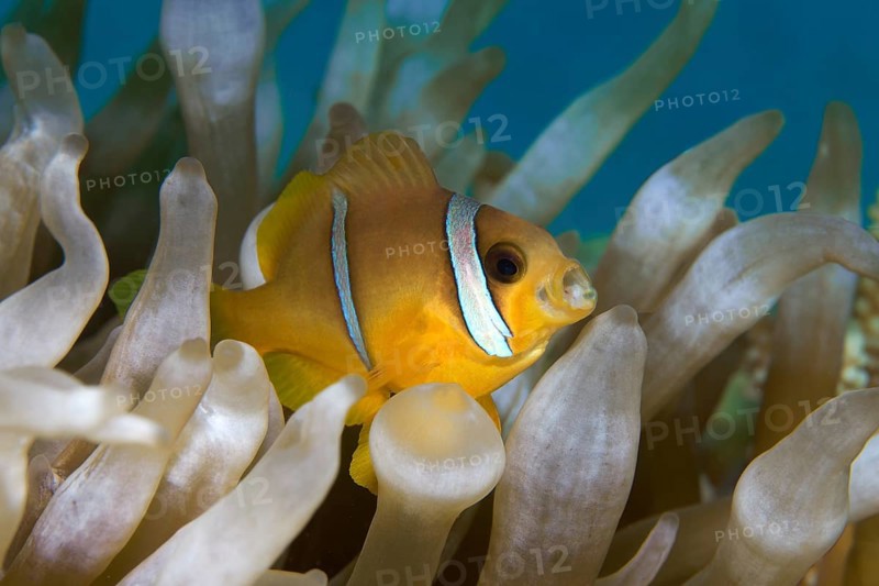 Juvenile Red Sea Red Sea clownfish