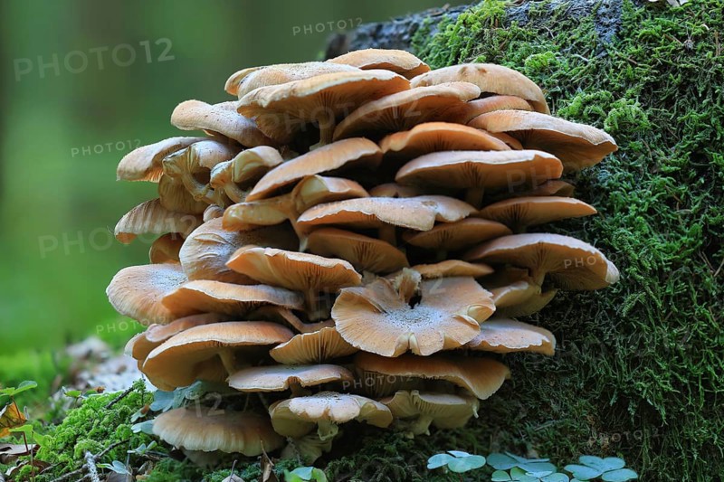 Honey fungus