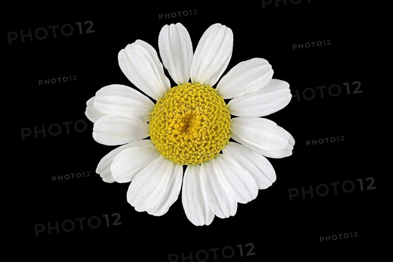 The Feverfew