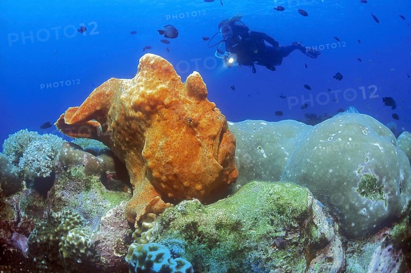 Giant frogfish