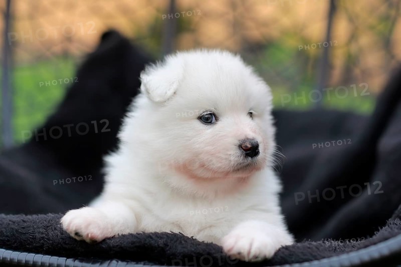 Samoyed Domestic dog