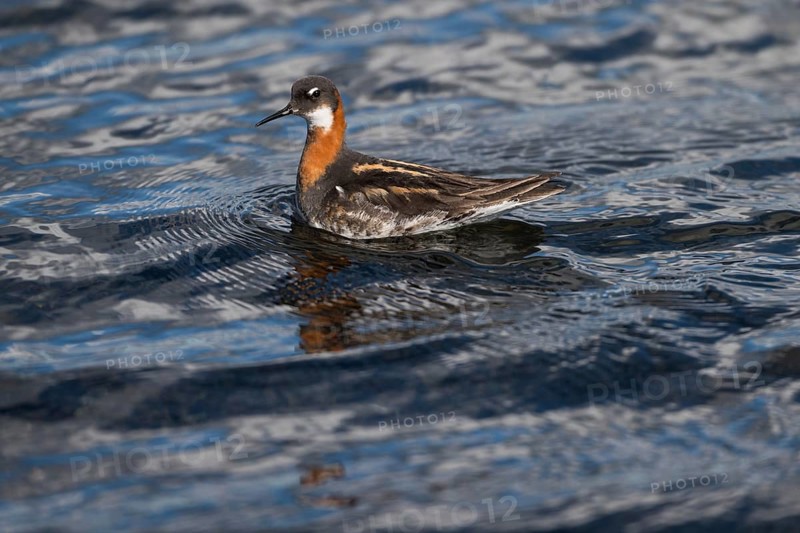 Swimming Red-necked Phalarope