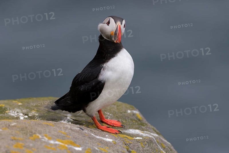 Puffin
