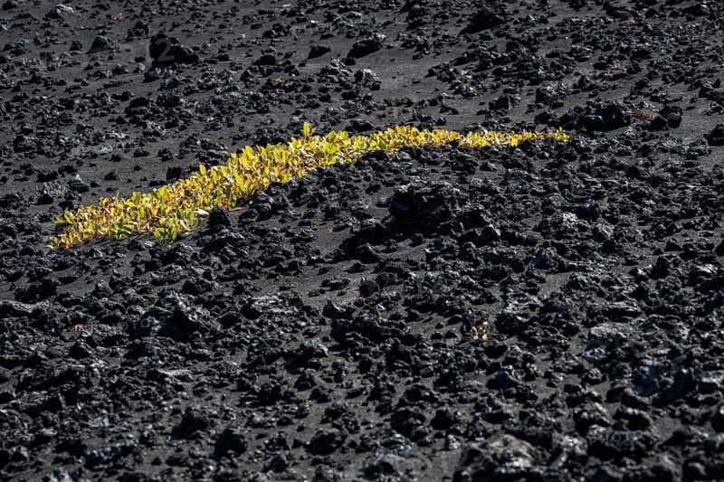 Lava rock