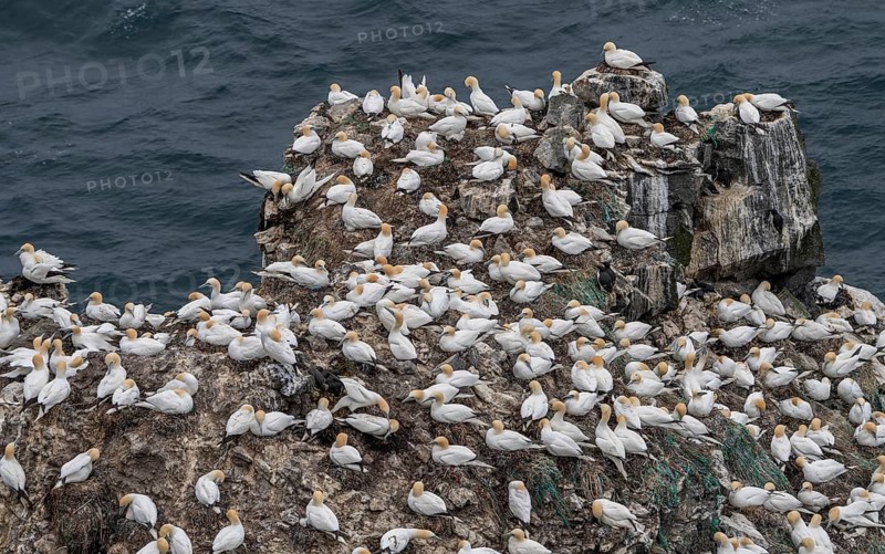 Gannet colony