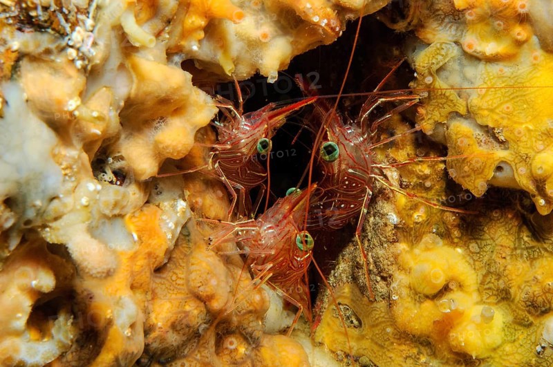 Camel shrimp