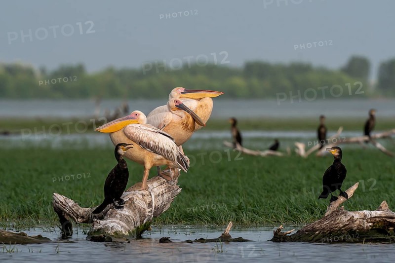 Dalmatian pelicans