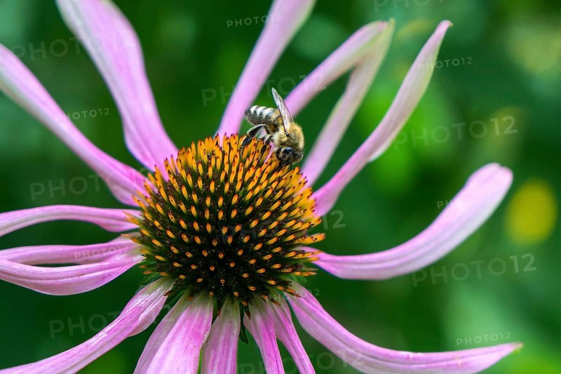 Honey bee