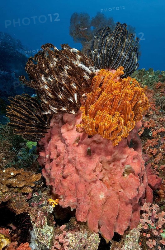 Feather stars