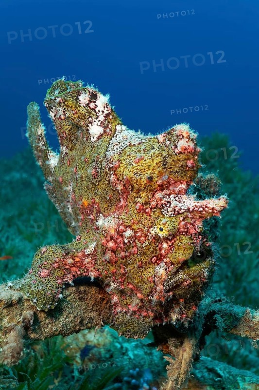 Painted frogfish
