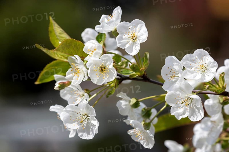 Cherry blossoms
