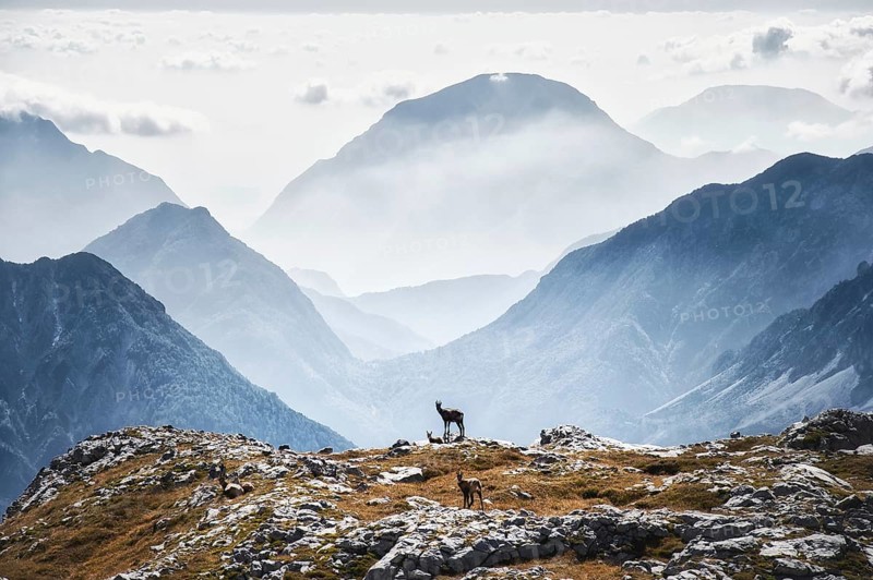 Chamois