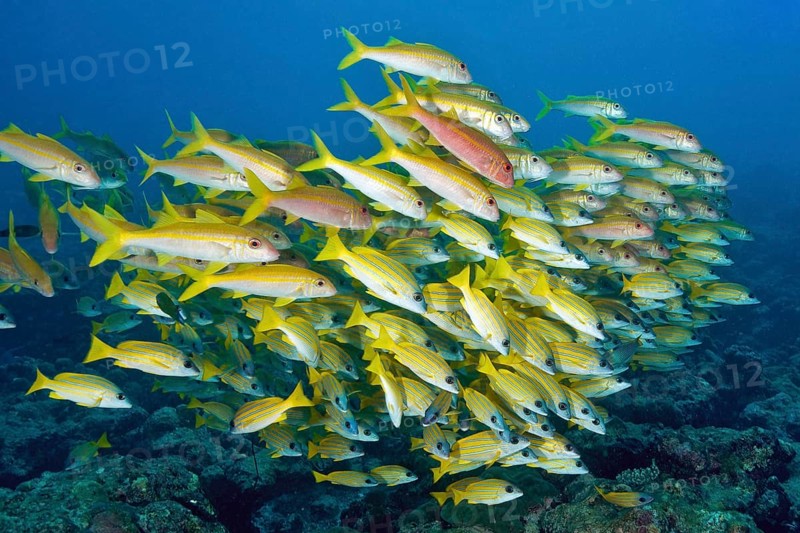 Shoal of fish with species of snapper