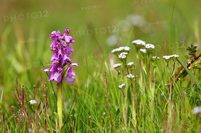 Green-winged orchid
