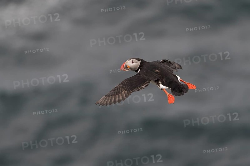 Flying Puffin