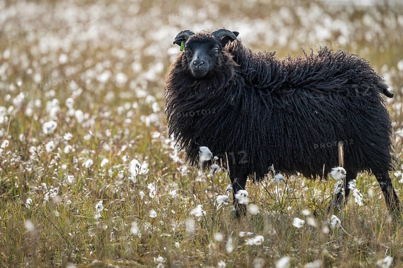 Black Domestic sheep