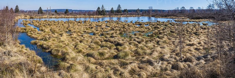 Areas overgrown with moor grass