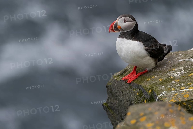 Puffin