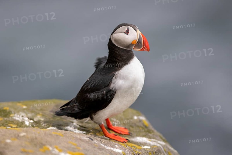 Puffin