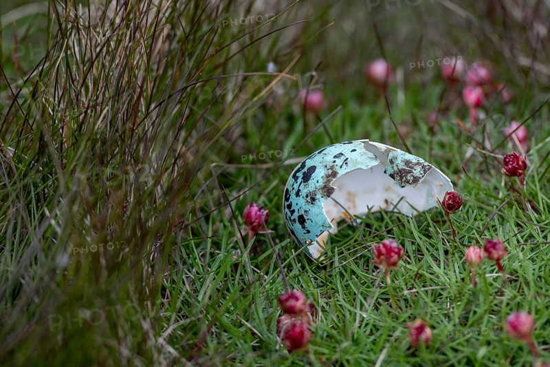 Eggshell