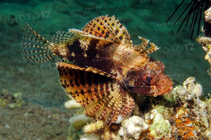Hawaiian lionfish