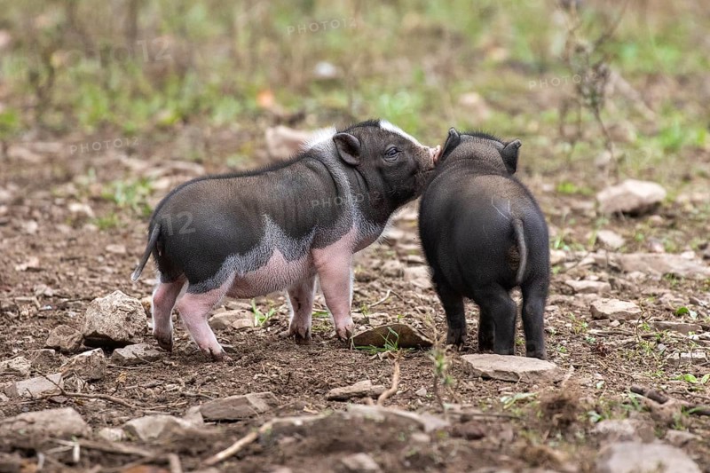 Young pot-bellied pigs