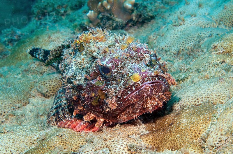 Red scorpionfish