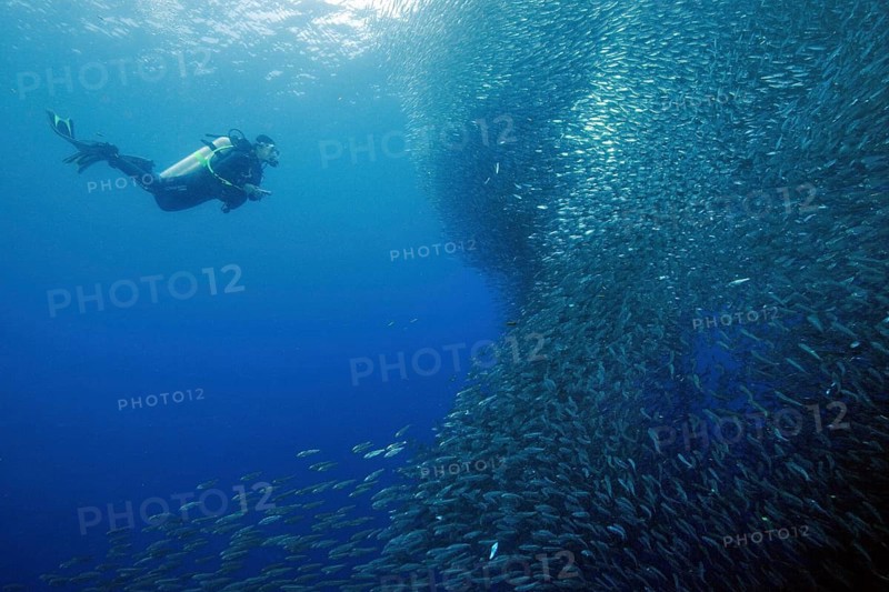 Diver next to school of Sardinops