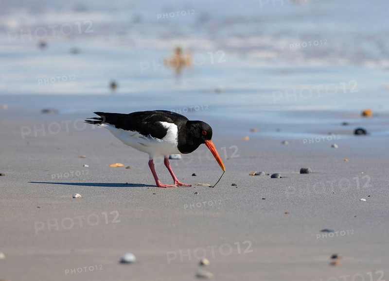 Eurasian oystercatcher