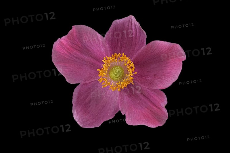Chinese anemone