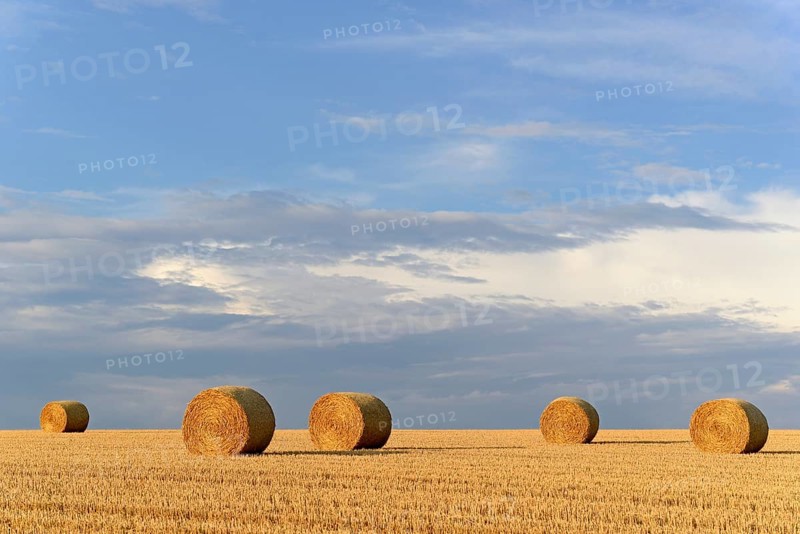Grain field