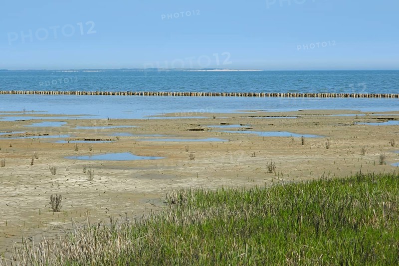 Queller in the mudflats
