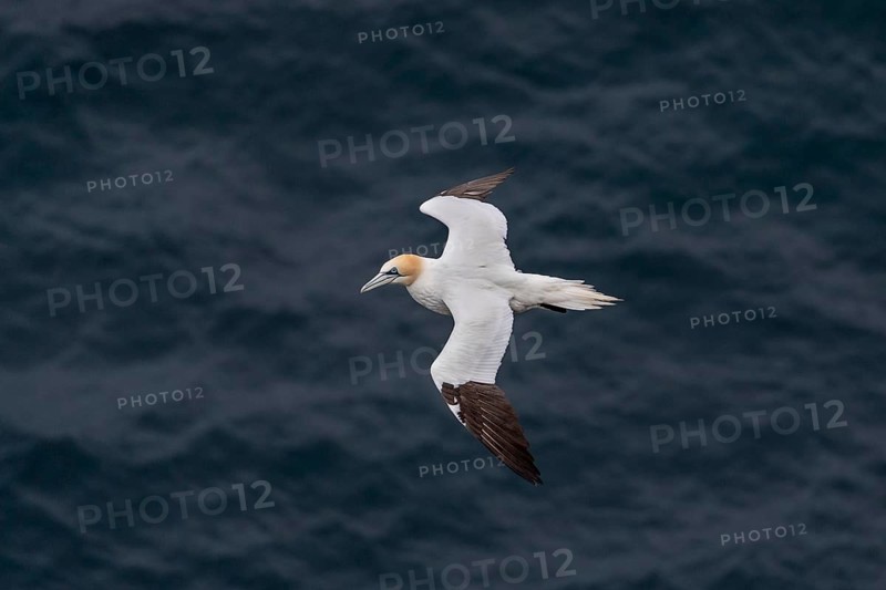 Flying Northern gannet