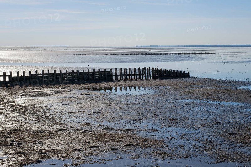 Wooden groynes