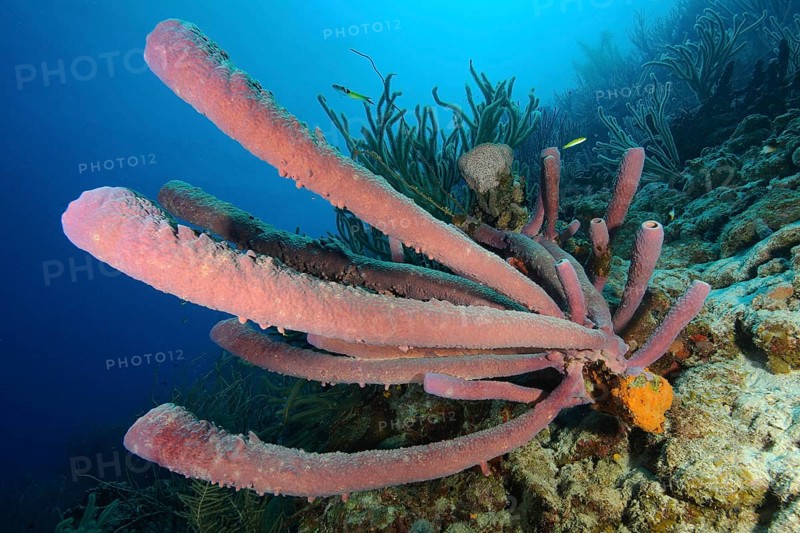 Tubular sponge